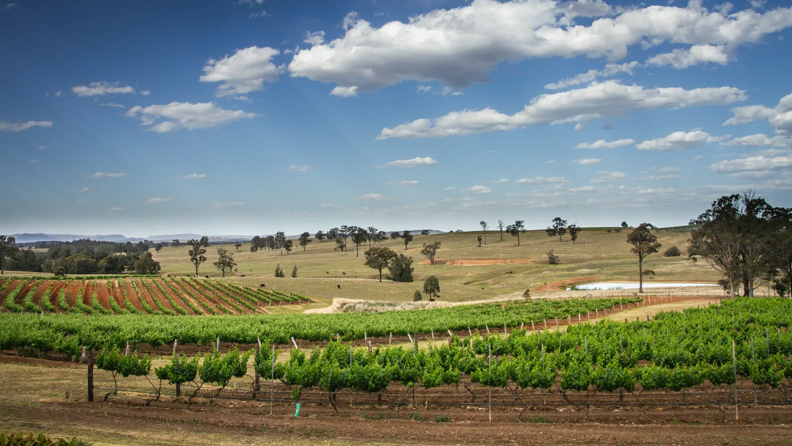 Vineyards and rolling countryside in the Hunter Valley, New South Wales.
